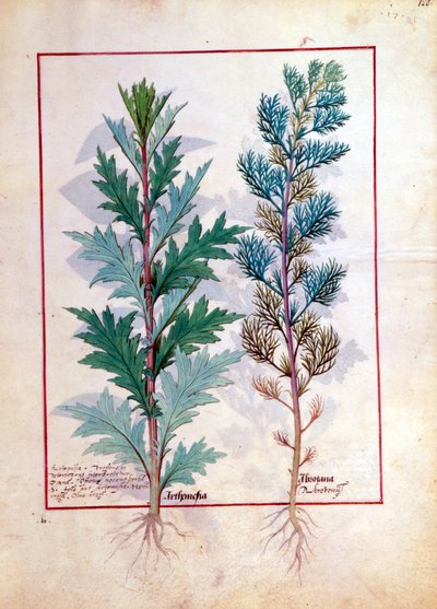 Dos variedades de Artemesia, ilustración del Libro de Medicinas Simples de Mattheaus Platearius 120r de Robinet Testard